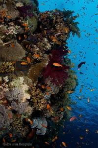 Reef Life by Iyad Suleyman 